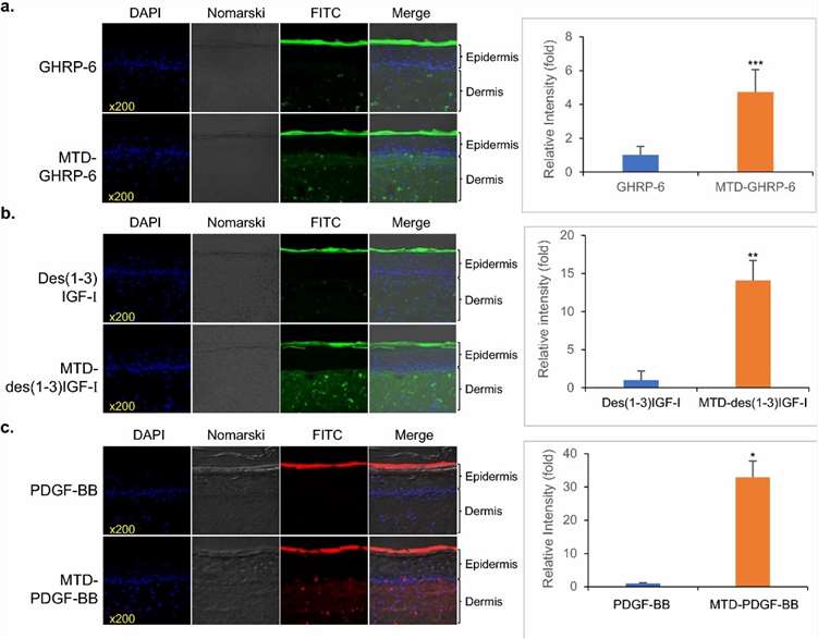 Fig. 4 Skin penetration testing of MTD 1067-conjugated peptide and recombinant proteins.